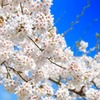 青空に輝く春の桜