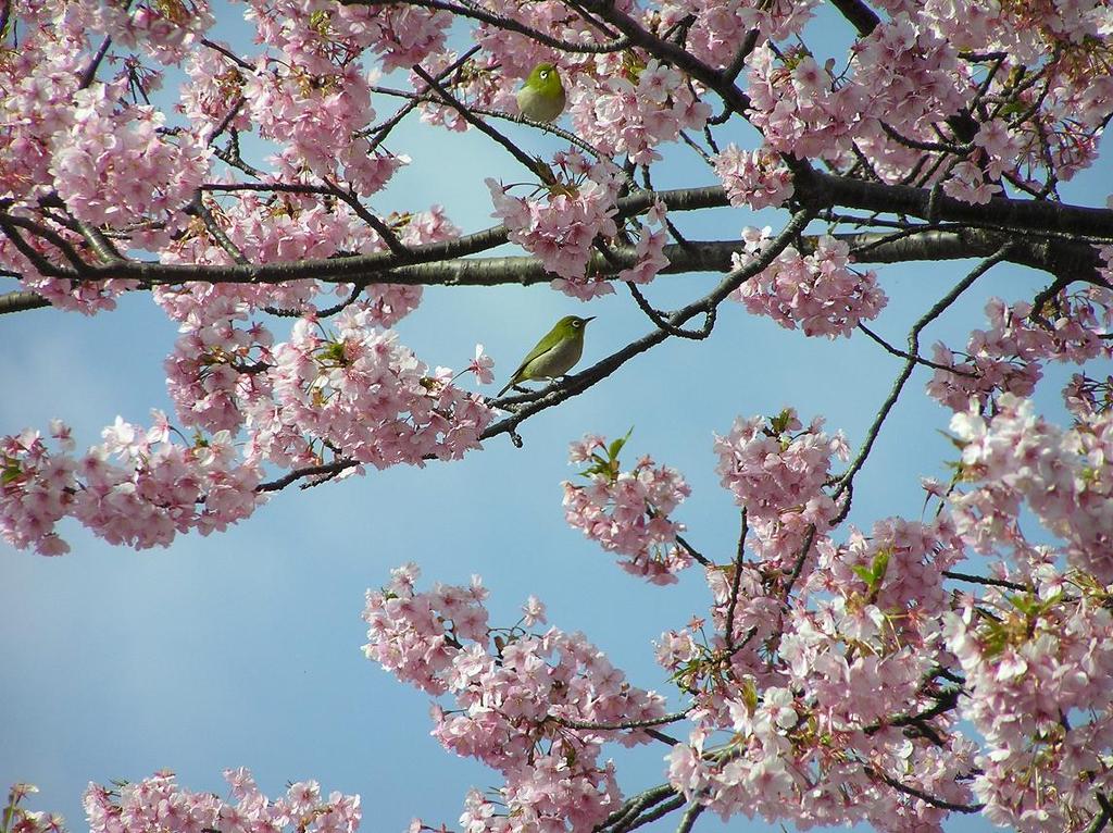 桜と小鳥