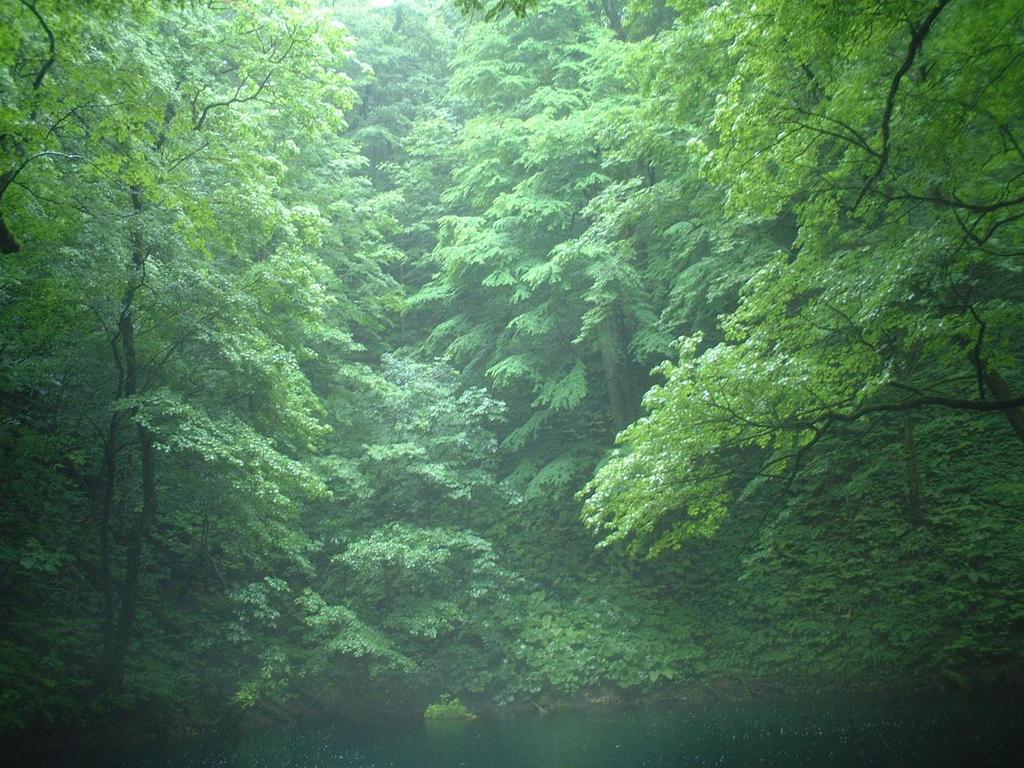 森の天使が舞い降りる