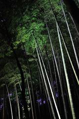 夜の竹