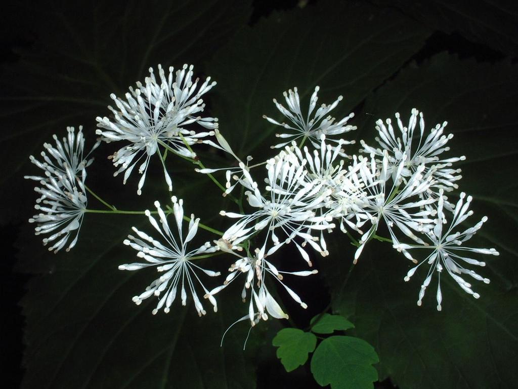 夜にきらめく花