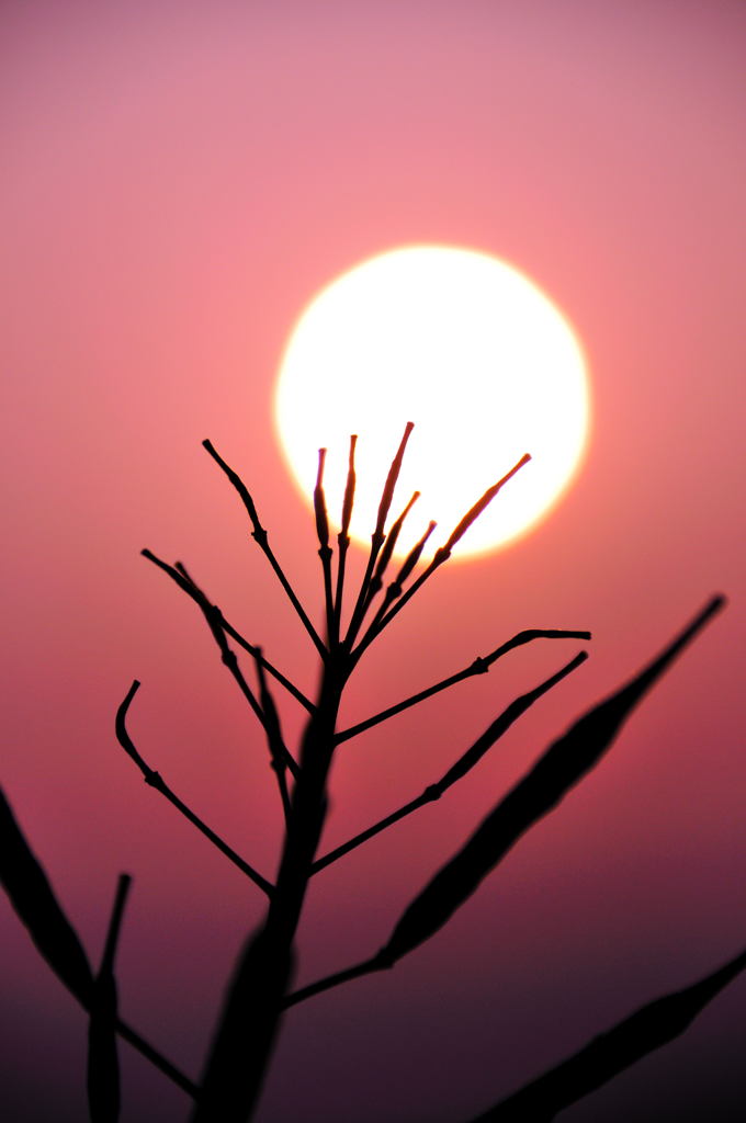 太陽の顔