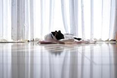 シャッターチャンス!