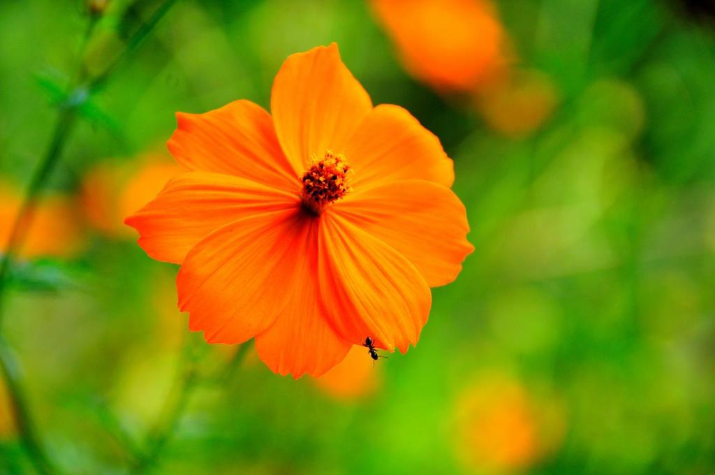 ありんこ頑張る！