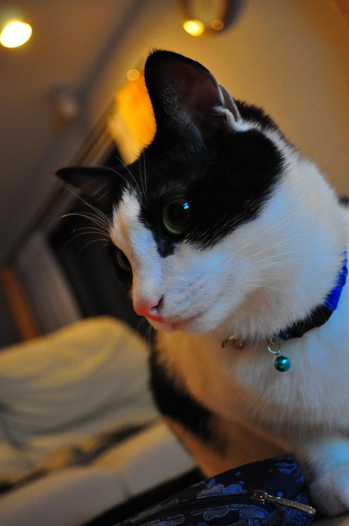 今夜はジューンちゃんが主役