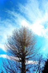 Blue Sky over the Tree