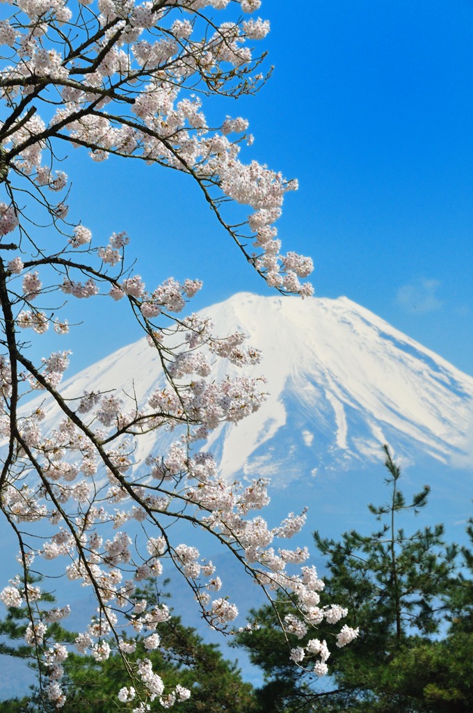 富士と桜