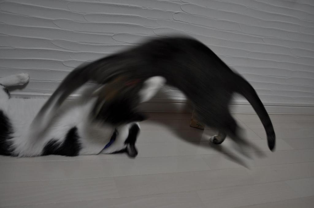 飛びかかったぁぁぁぁぁぁぁ！