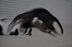 飛びかかったぁぁぁぁぁぁぁ!