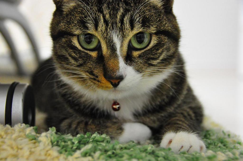 メイちゃんに見つめられて…