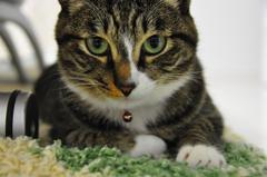 メイちゃんに見つめられて…