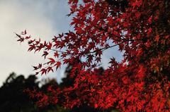 空ともみじ