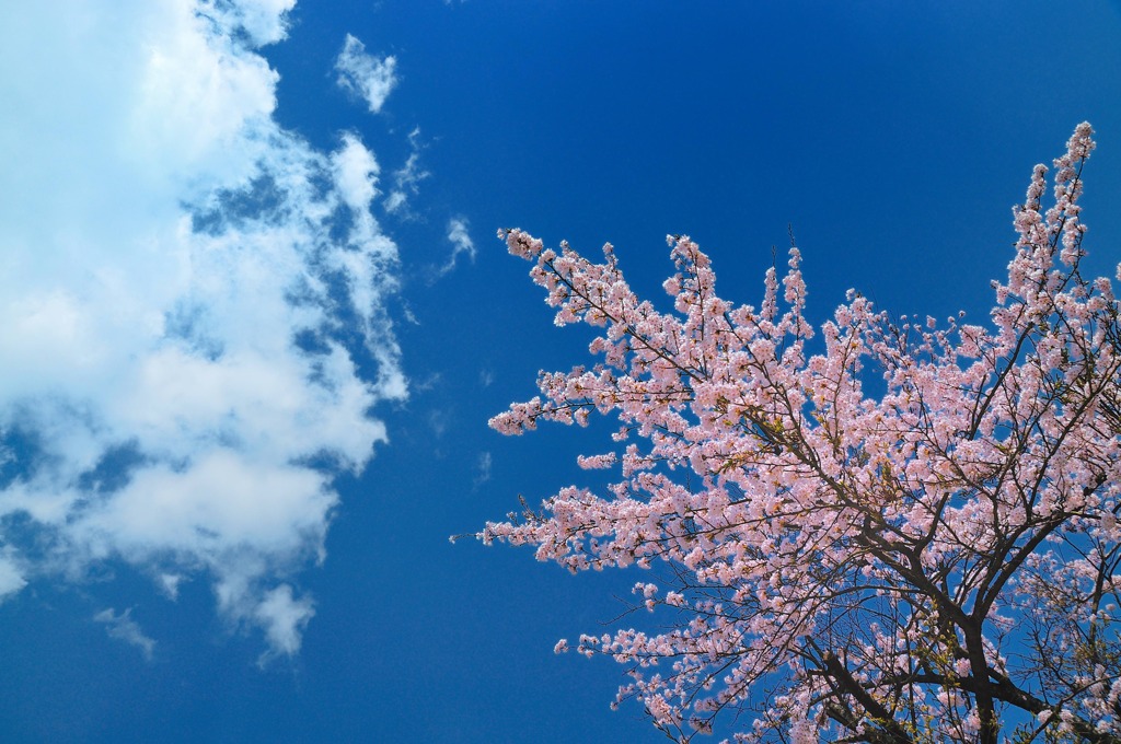 大空に向かって