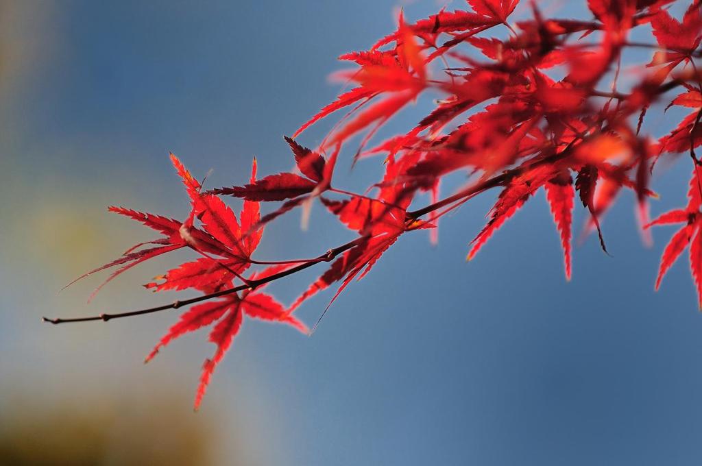 そらと紅葉