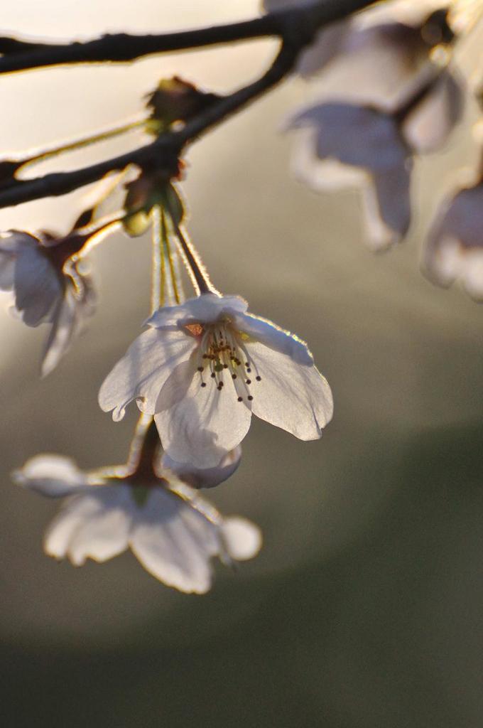 夕暮れ時の桜