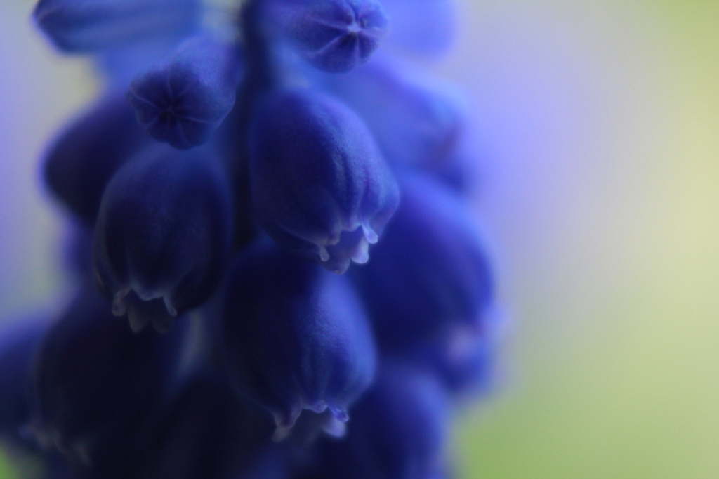 青紫のムスカリ
