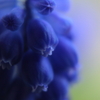 青紫のムスカリ