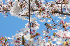 春の陽気