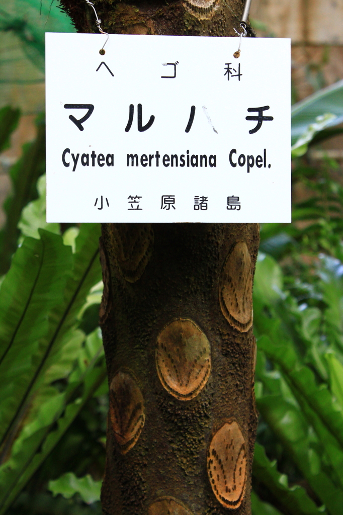 マルノチ