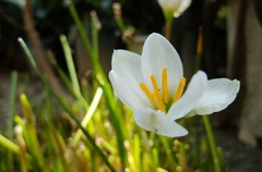 庭の花