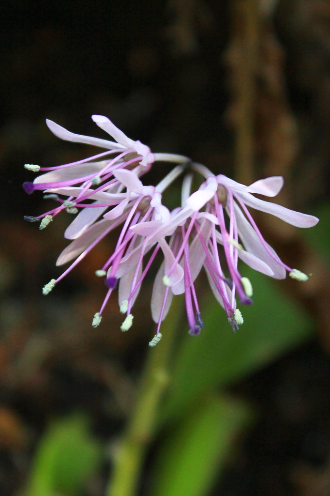 涼しげな花