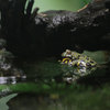 水辺の静かな蛙