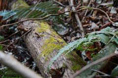 苔好きへ