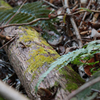 苔好きへ