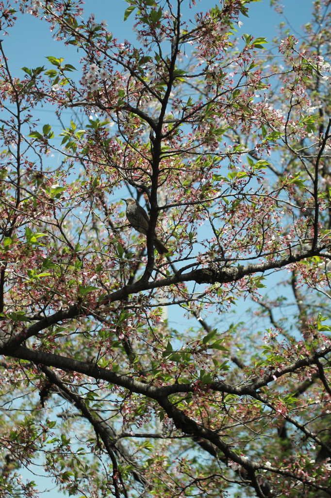 葉桜の鳥