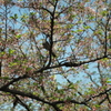 葉桜の鳥