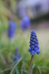 変わった植物