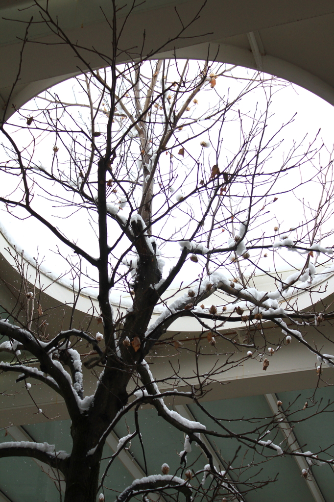 舞降る雪