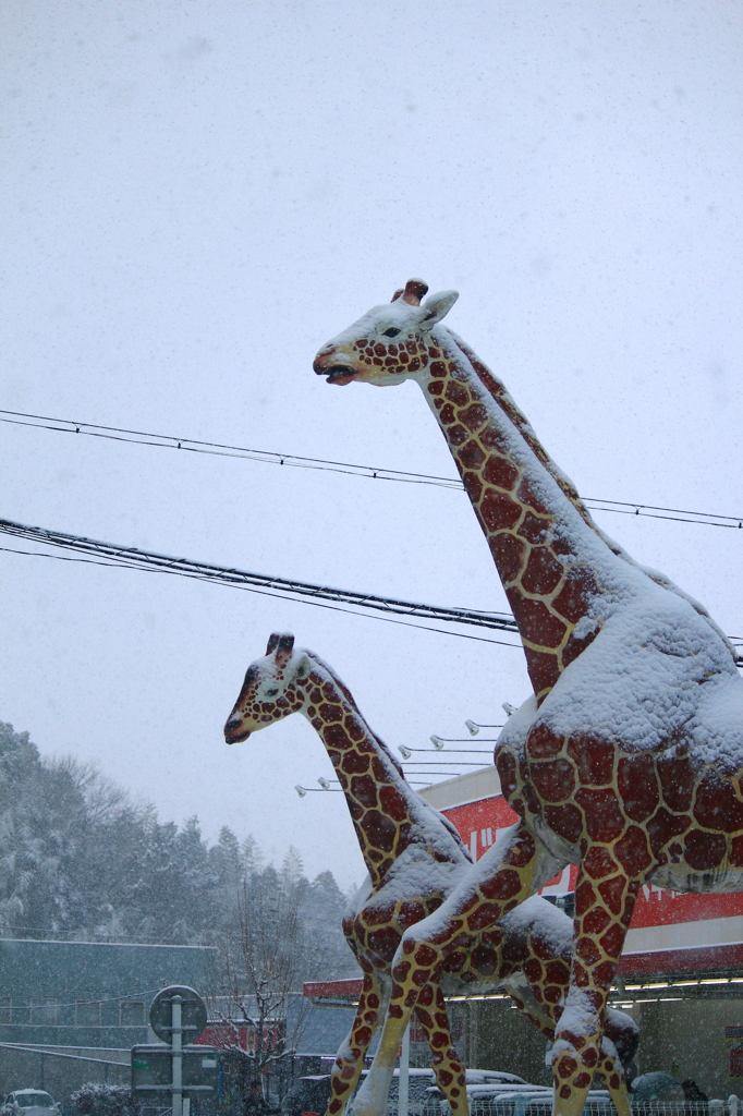 雪キリン