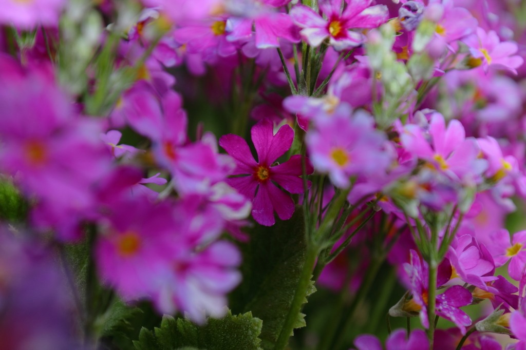 埋もれる花