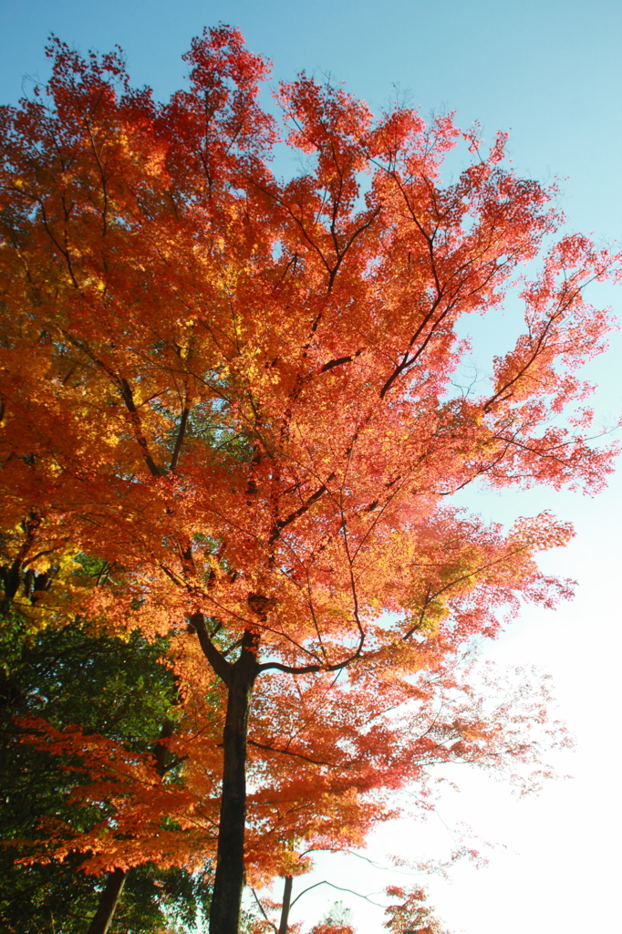 燃え盛る紅葉