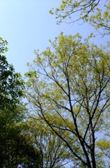 1005020006