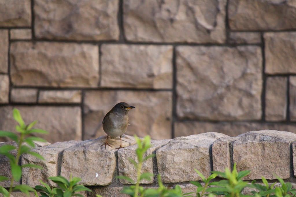 鳥撮り