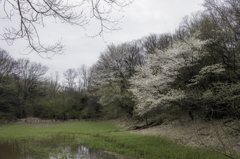 野桜