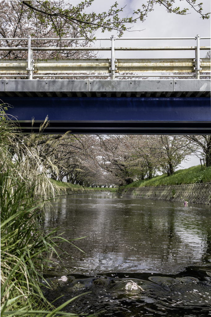 川、橋、春の草木