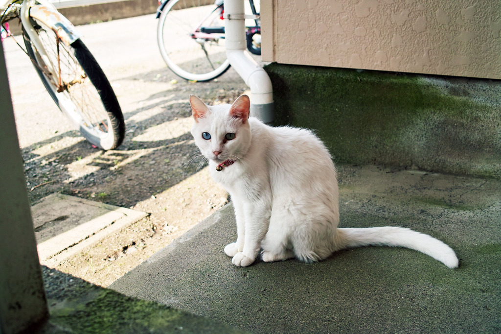 shironeko