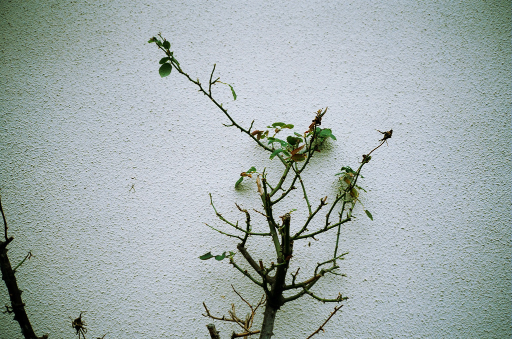 真夏の薔薇