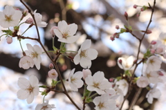 近所の桜