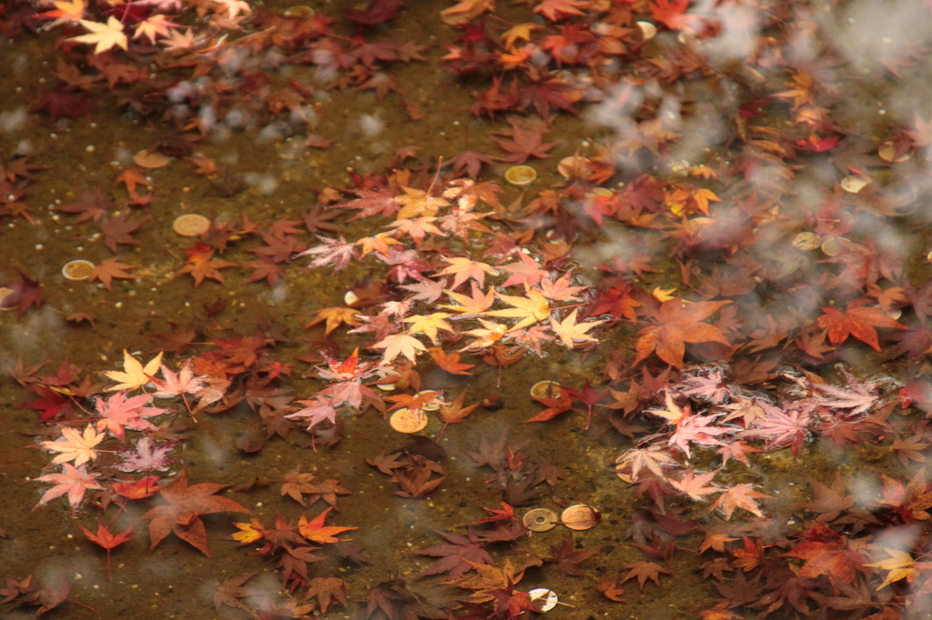 水辺の紅葉