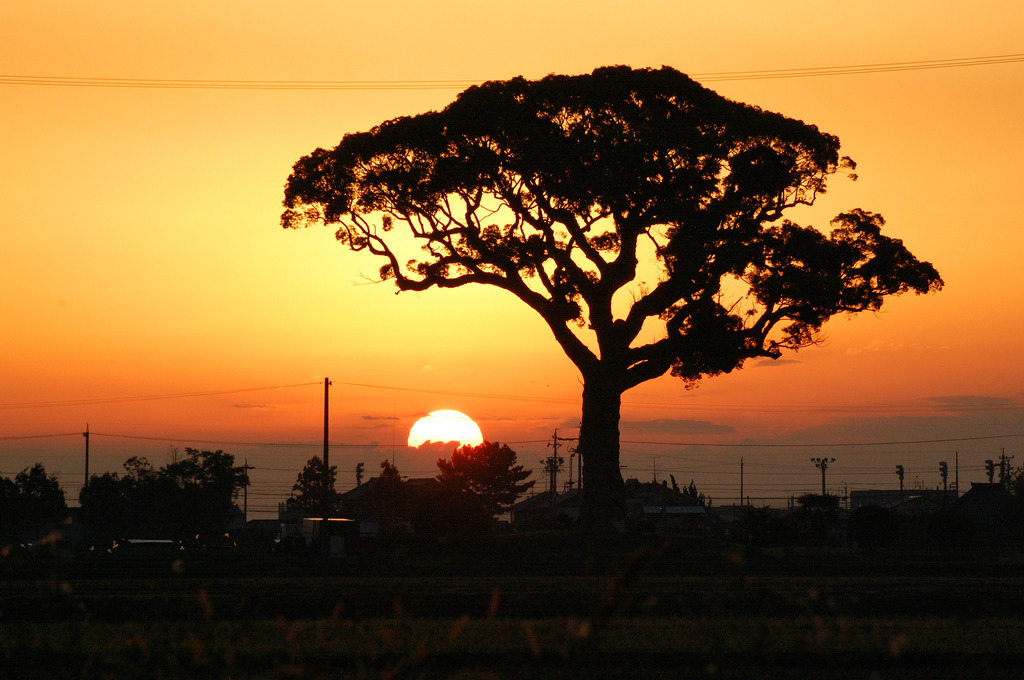 おはよう！長太の大くす！