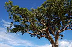 またひとつ台風を越えました