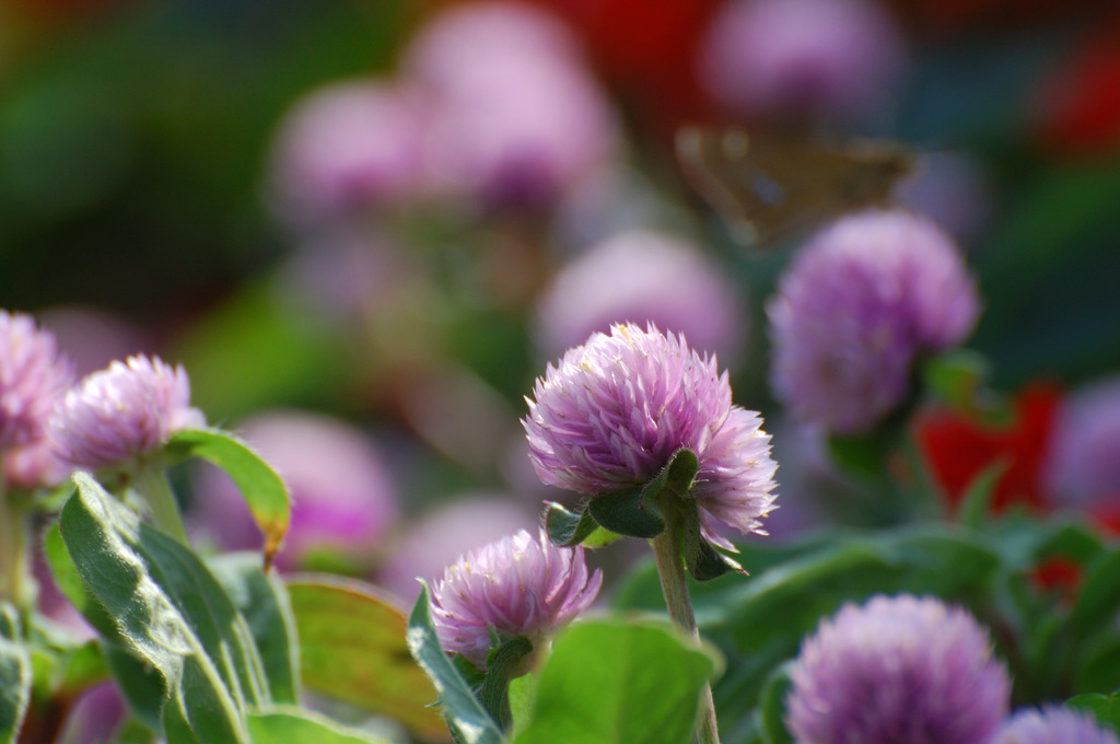 淡紫色してるで。