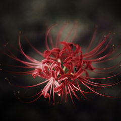 曼珠沙華