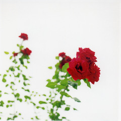 薔薇