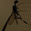 エイリアン