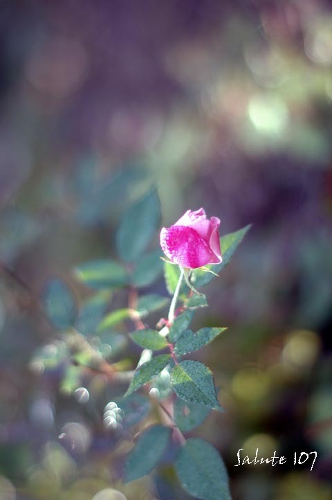 薔薇